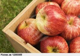 Avizoran una elevada producción de manzana para la próxima zafra