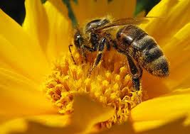 Cinco cosas que las empresas pueden aprender de la naturaleza